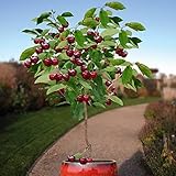 20pcs Cherry Seeds cherry tree Organic fruit seeds Bonsai Tree Seeds,sweet food High germination rar
