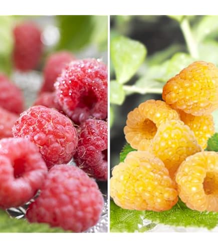 Amazon.co.jp: ラズベリー苗 Tulameen（トゥラミーン）新苗 : DIY