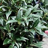 サルココッカ：ウィンタージェム5号ポット[冬に咲く香りの花　グランドカバーに人気の常緑低木] ノーブランド品