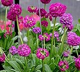 耐寒性宿根草 玉咲桜草 プリムラ コンフェッティ（デンティキュラータ） １株　【ディープローズ】