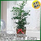 月夜に漂う柑橘の香り【観葉植物】ゲッキツ（月橘・オレンジジャスミン） 8号鉢・受皿付