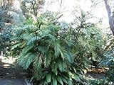【観葉植物／種子】Chamaedorea Microspadix★チャメドレア・ミクロスパディクス／高性チャメドレア◎耐寒性あるチャマエドレア属椰子の小型種◆5粒♪ [並行輸入品]