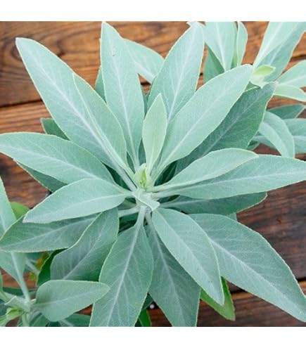 Amazon.co.jp: ホワイトセージの苗 2苗セット 9-10.5cmポット苗