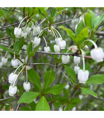 Amazon.co.jp: ドウダンツツジ5号ポット[新緑・花・紅葉が美しい花木