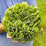 200 Italian Lettuce Seeds good taste , easy to grow, great salad choice ,DIY Home vegetable