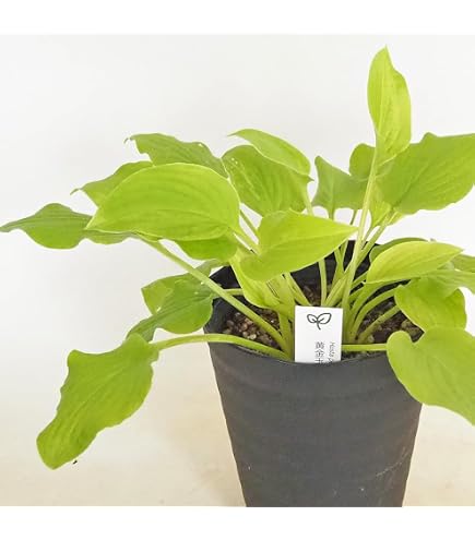Amazon｜黄金チリメンカズラ 盆栽 ガーデニング 園芸用品｜観葉植物