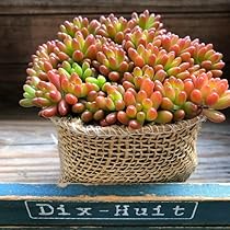 多肉植物 寄せ植え 木箱 ちまちま寄せ ステンシル オリジナル 虹の玉 多肉植物 寄せ植え 木箱 ちまちま寄せ ステンシル オリジナル 虹の玉