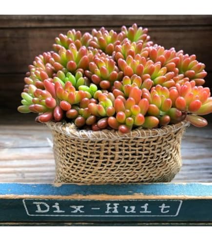 Amazon｜多肉植物 セダム つぶつぶ屋 おひめ 抜き苗｜観葉植物