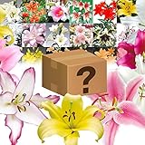 国華園　球根　ゆり　ごちゃミックス　15球【※発送が国華園からの場合のみ正規品です】