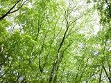 【1年間枯れ保証】【シンボルツリー落葉】イヌシデ株立ち　2.0m露地　2本セット