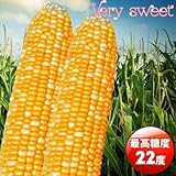 【メール便配送】　国華園　野菜たね　トウモロコシ　F1ハーモニーフェスタ　1袋(50ml)【※発送が国華園からの場合のみ正規品です】