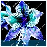 2本アマリリス盆栽球根バルバドスユリバルコニーフラワーヒッペパスト球根水耕栽培根鉢植え花14