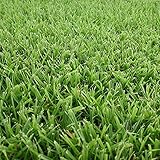 【種 1kg】 ノシバ 野芝 芝生用 緑化用 植物 緑肥 雪印種苗 米S代不
