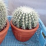 サボテンの王様：金シャチ[キンシャチ・金鯱]8号素焼き鉢植え