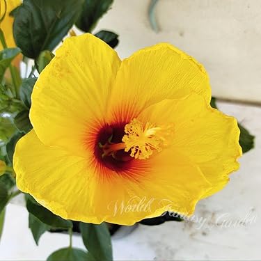 kirkxxx1 未草５種類セット◌。˚✩（開花間近 若苗&春発芽幼苗） WEBカタログ｜未来アグリス株式会社|未来アグリス株式会社|農と