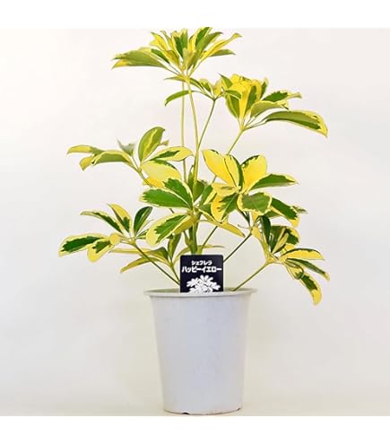 ハラン　縞斑入り　群生株❗ ハラン 縞斑入り 群生株❗ 観葉植物】観賞用 縞葉蘭 -ハラン