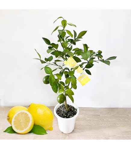 レモンの木 楽天市場】COSTWAY 人工 観葉植物 フェイク 80cm レモンの木