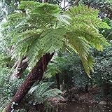 Cyathea dregei - Grassland Tree Fern - common tree fern - 50 seeds