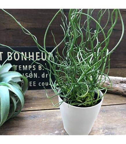 Amazon｜ブラヘアアルマータ 抜き苗｜観葉植物 オンライン通販