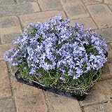 シバザクラ（芝桜）：ブルーのマット25cm×25cm　4株セット ノーブランド品