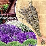 moiitee　ラベンダードライフラワー　ラベンダー花束　部屋飾り　心地よい香 り　睡眠を促進する　紫色ドライフラワー　天然ラベンダー　100/200/300/400/800本セット (１００セット)