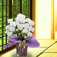 Amazon Co Jp 売れ筋ランキング 胡蝶蘭 の中で最も人気のある商品です