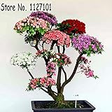 100 Pcs/ bag 22 kinds Azalea Flower Seeds Rhododendron plant, Rare Bonsai DIY Garden Plants, Like Sa