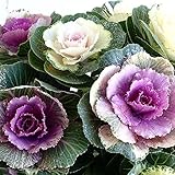 ハボタン：プラチナケール 寄せ植えラメ付き7号プラ鉢植え[メタリックな光沢の照葉種・人気の葉牡丹！] ノーブランド品