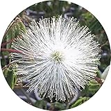 カリアンドラ 苗木 白ネム 12cmプラ鉢 白ねむ 苗 白合歓