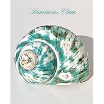 Amazon.co.jp: 夜光貝姿磨き Turbo marmoratus 幸運を呼び寄せる