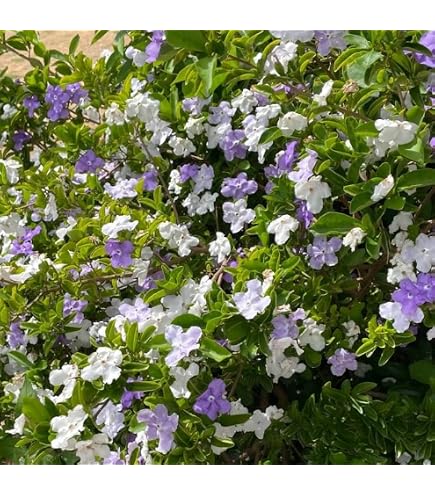 Amazon | ニオイバンマツリ 10.5cmポリポット苗 1株 匂蕃茉莉 花苗 は