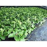 【ノーブランド品】フッキソウ/9cmポット【50本セット】