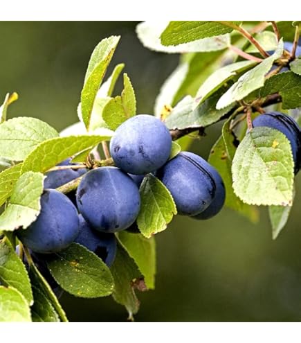 Amazon.co.jp: 【シュガープルーン】 1年生接木苗 プルーン