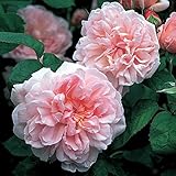 バラ苗 エグランタイン（マサコ） 大苗ＥＲ6Ｌ専用角鉢入 ピンク系　イングリッシュローズ