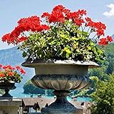 LORIAJP ゼラニウム 種子 100pcs/パッケージ 植物、花 種子 入り中庭 ホーム/ガーデン植物