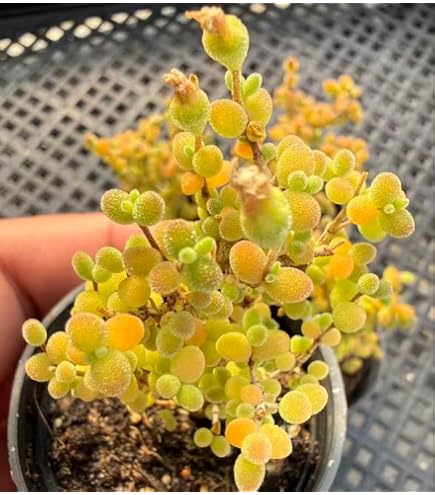 Amazon.co.jp: ドロサンテマム アイスクリスタル 氷晶 抜き苗 多肉植物
