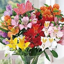 610qs6-TwPL._AC_UL210_SR210,