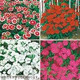 タキイ種苗 花タネセット FTT408SET