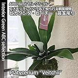 【限定入荷】【ユニークなハンギング観葉】プラティセリウム・ビーチー苔玉吊り