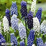 国華園　球根　秋植え球根　ムスカリさわやかミックス（無選別）　40球　【※発送が国華園からの場合のみ正規品です】