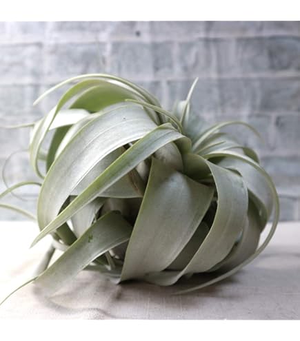 Amazon｜キセログラフィカ 大サイズ おしゃれプランツ エアープランツ