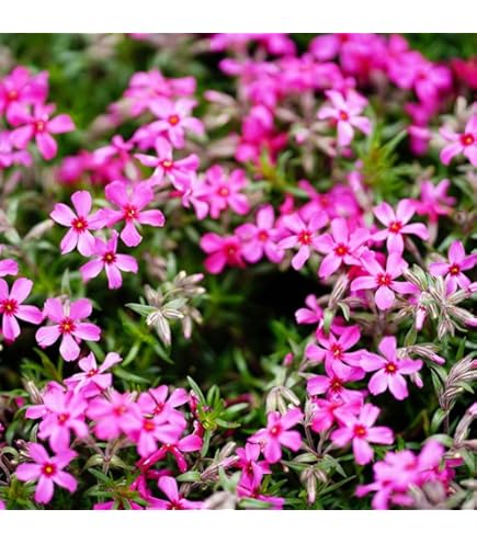 Amazon.co.jp: アグリショップひむか 芝桜・シバザクラ(紫/オー
