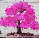 tree seeds 20 maple seeds bonsai blue maple tree japanese maple seeds Balcony plants for home garden