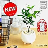 LAND PLANTS 縁結びの木 梛(ナギ) × 足付丸型小鉢