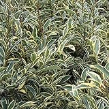 【ノーブランド品】サカキ：斑入りサカキ樹高1.2m根巻き苗[クリーム白斑が美しい常緑樹]