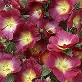 【6号鉢大株】アルセア「ハロ・レッド」