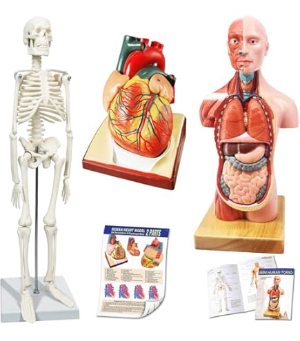 解剖学 Terminologia Anatomica(TA)に基づく解剖学