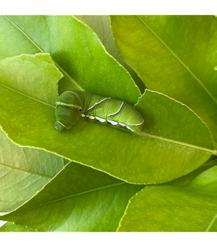 Amazon | 【屋久島産】アゲハ蝶 幼虫 餌 完全無農薬 みかんの葉っぱ 枝