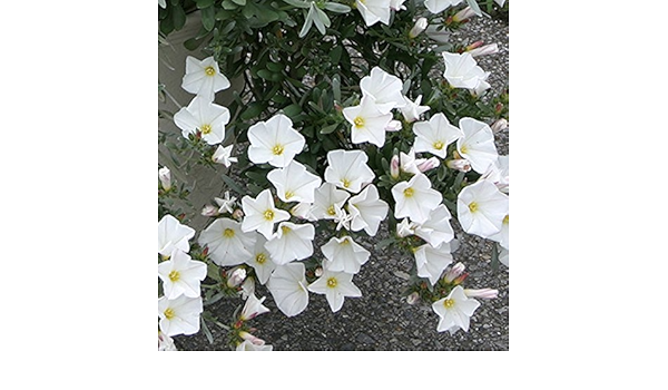 Amazon コンボルブルス スノーエンジェル3 5号ポット 4株セット シルバーリーフに白い花 寄せ植えに ノーブランド品 花