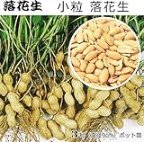 落花生 苗 小粒落花生 ピーナツ 9cmポット苗